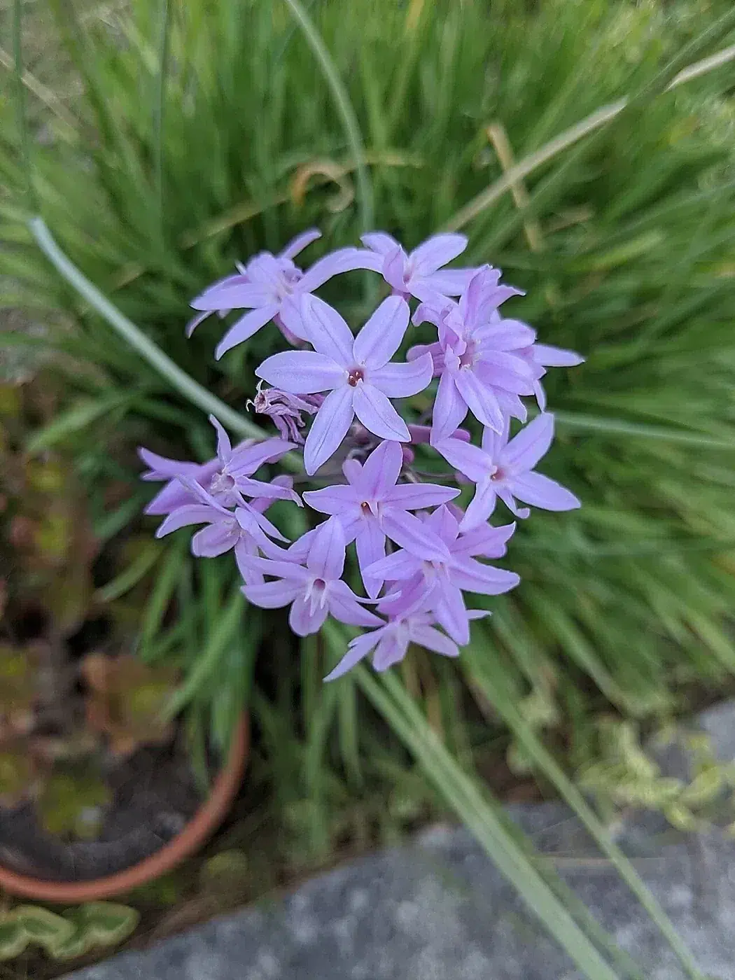 Photographie de tulbaghia violacea.jpg