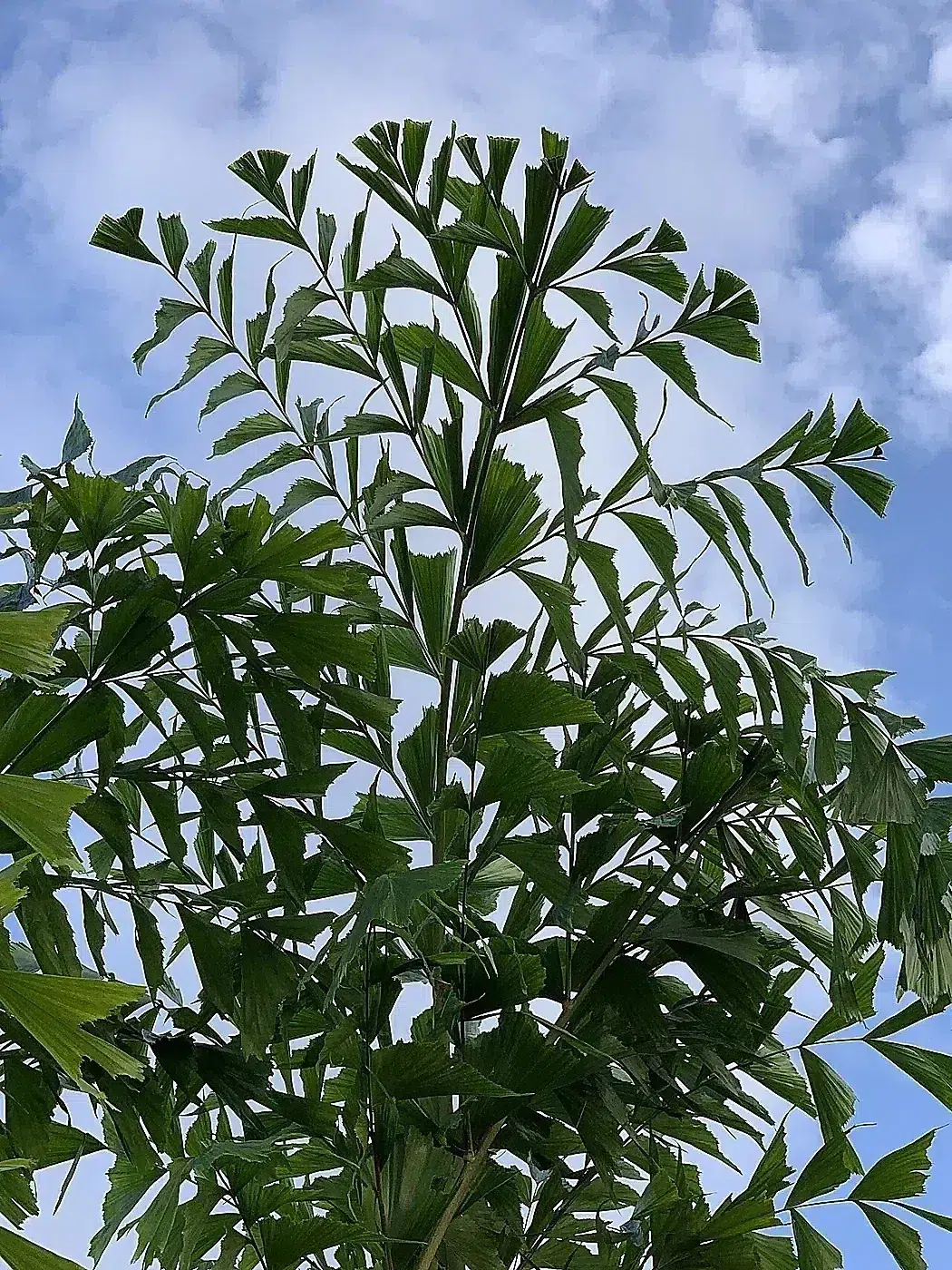 Caryota mitis Photo by Katherine Wagner-Reiss MD.jpg