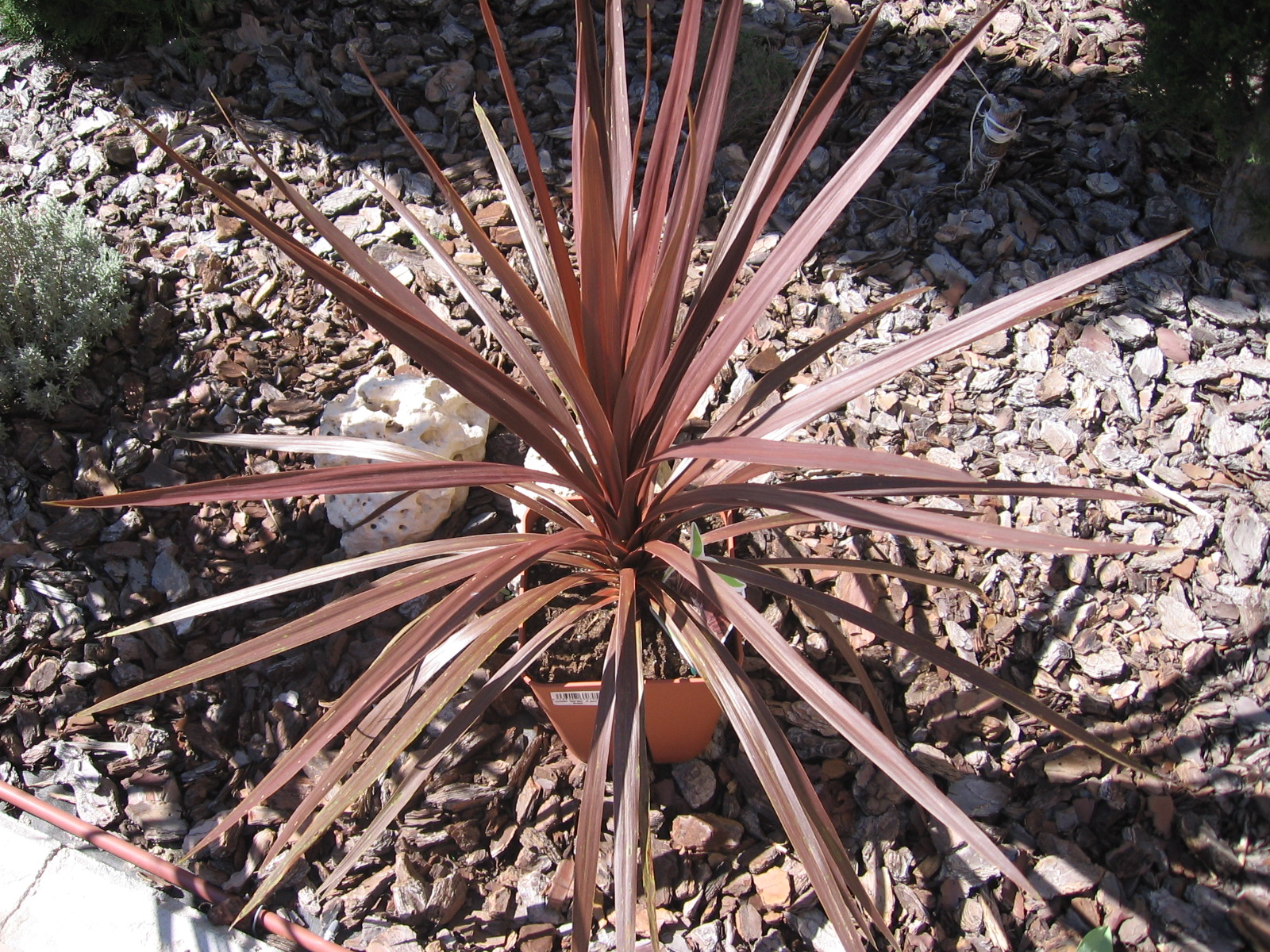 Dracena Indivisa Rubra