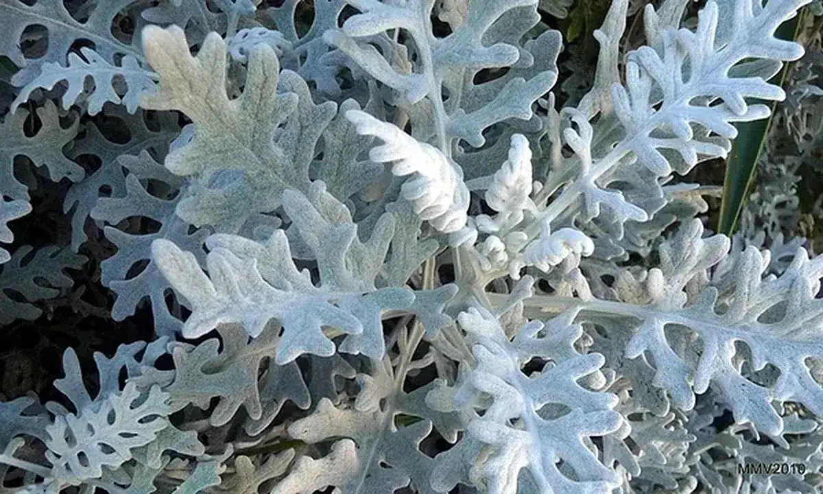 Cineraria marítima: follaje