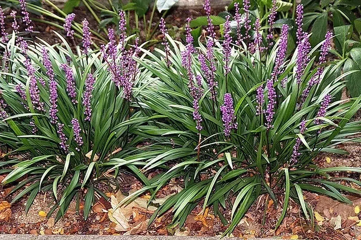 Liriope en flor