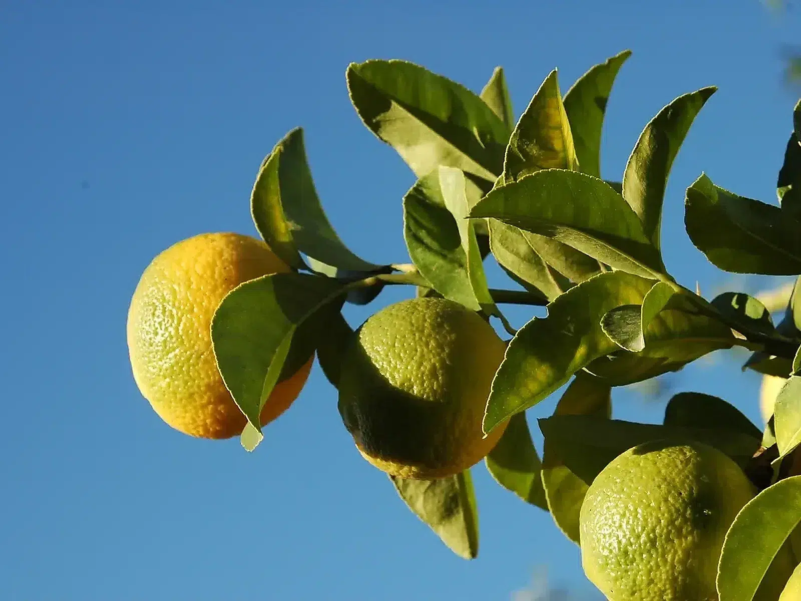 Limones en la rama