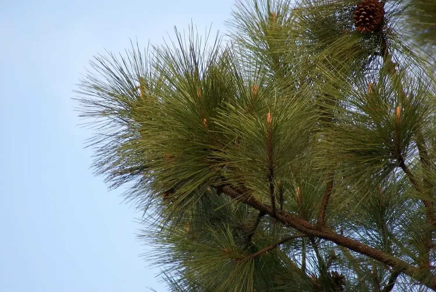 Acículas y conos de Pinus elliottii