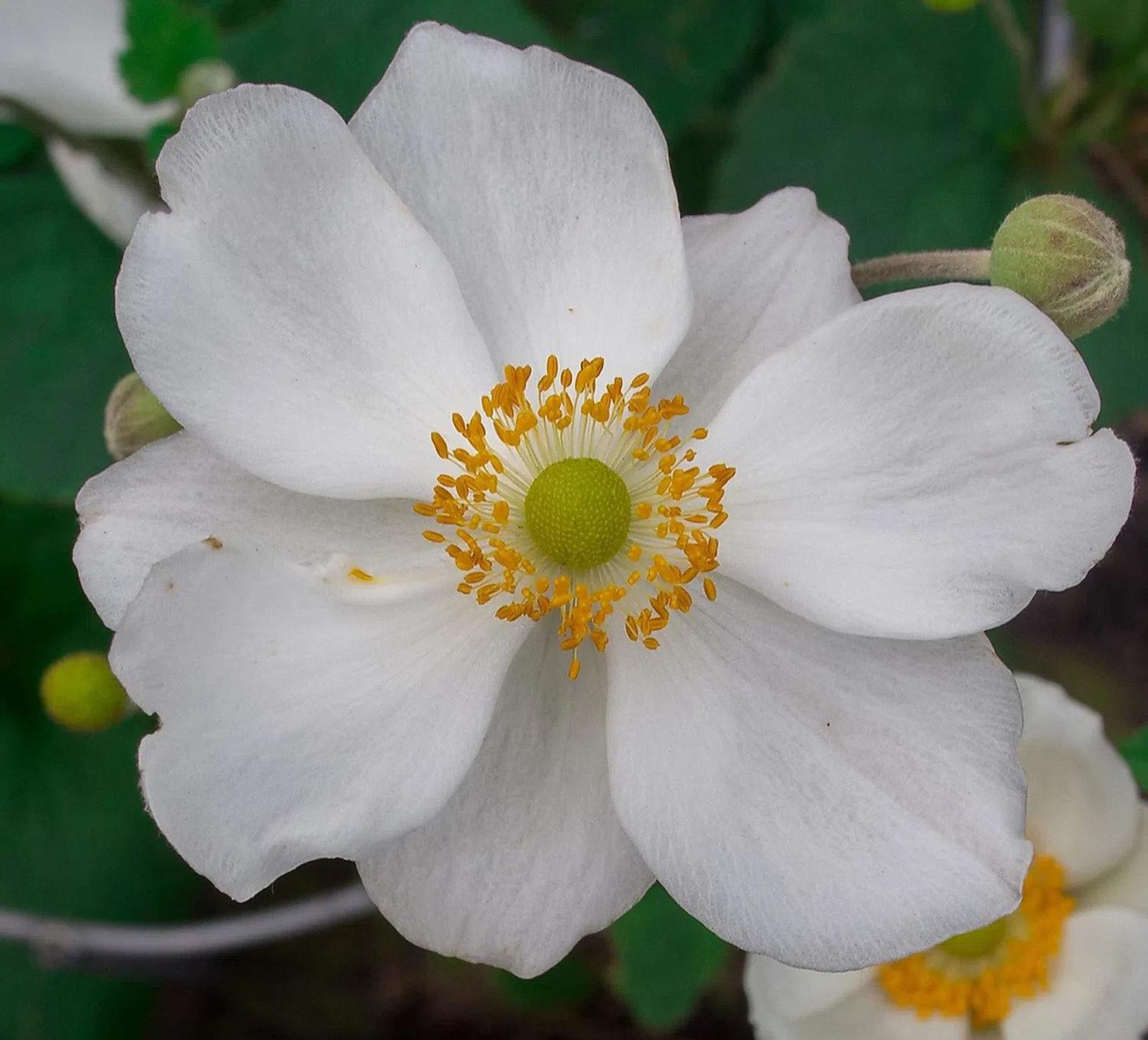 Anemona Perenne Blanca