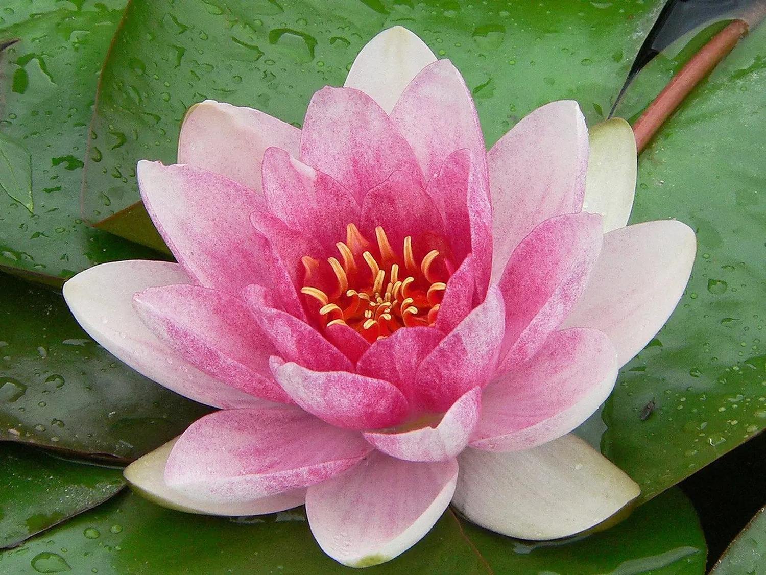 Nenufar Acuatica