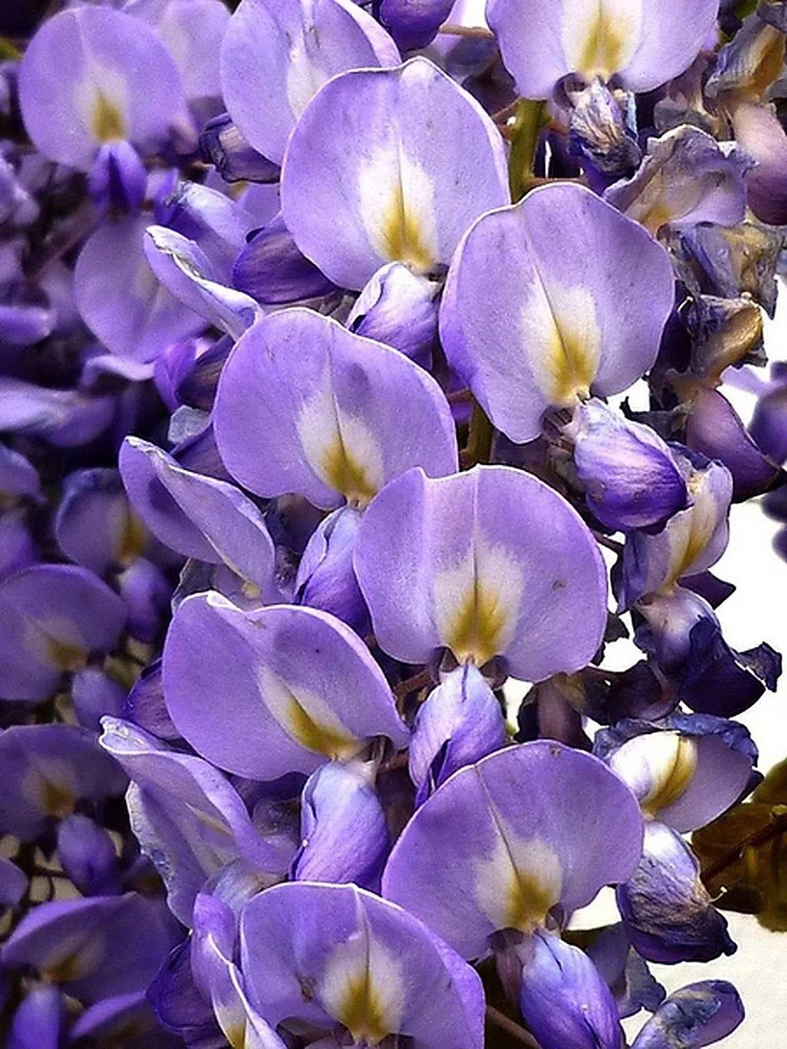 Glicina Azul