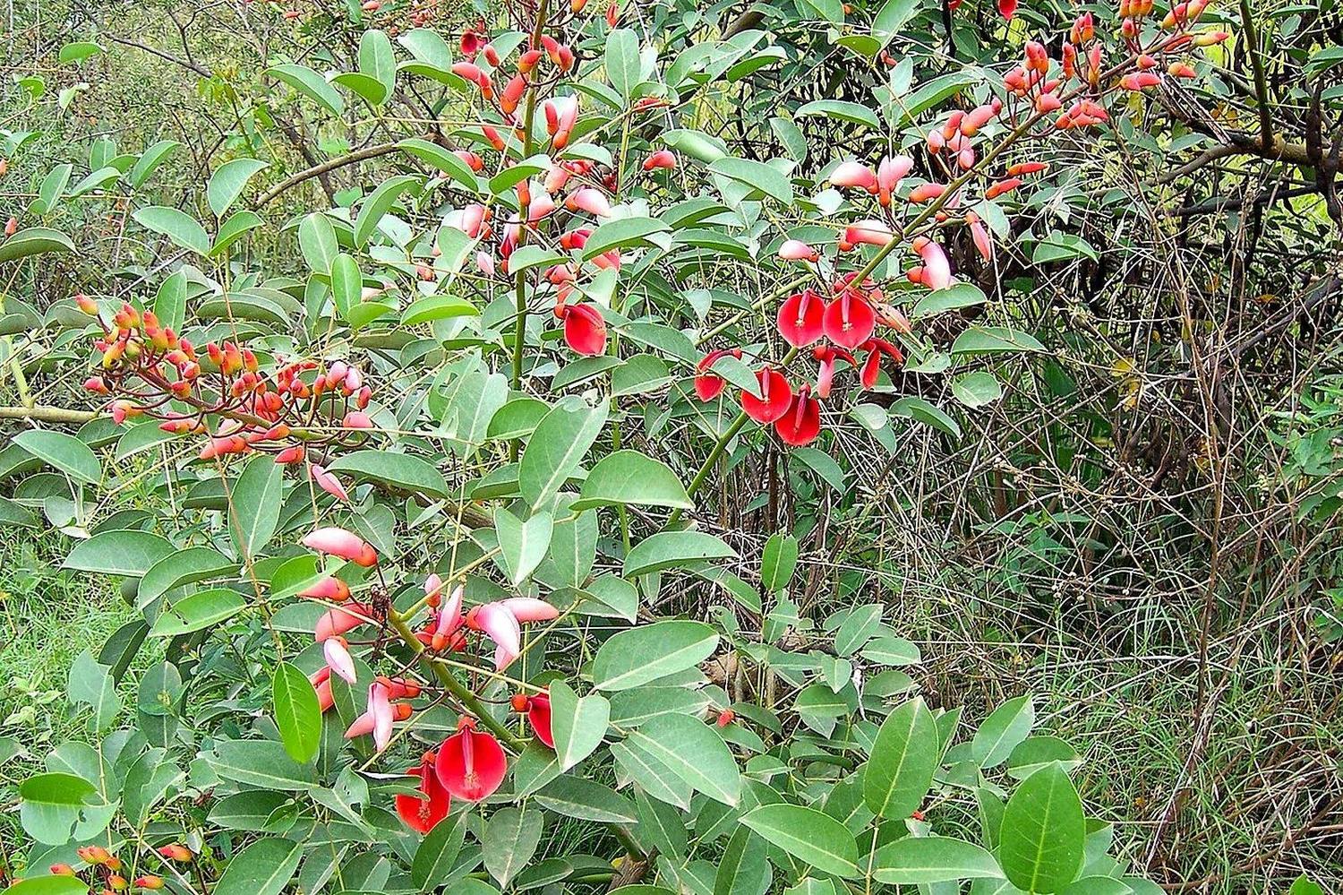 Ceibo