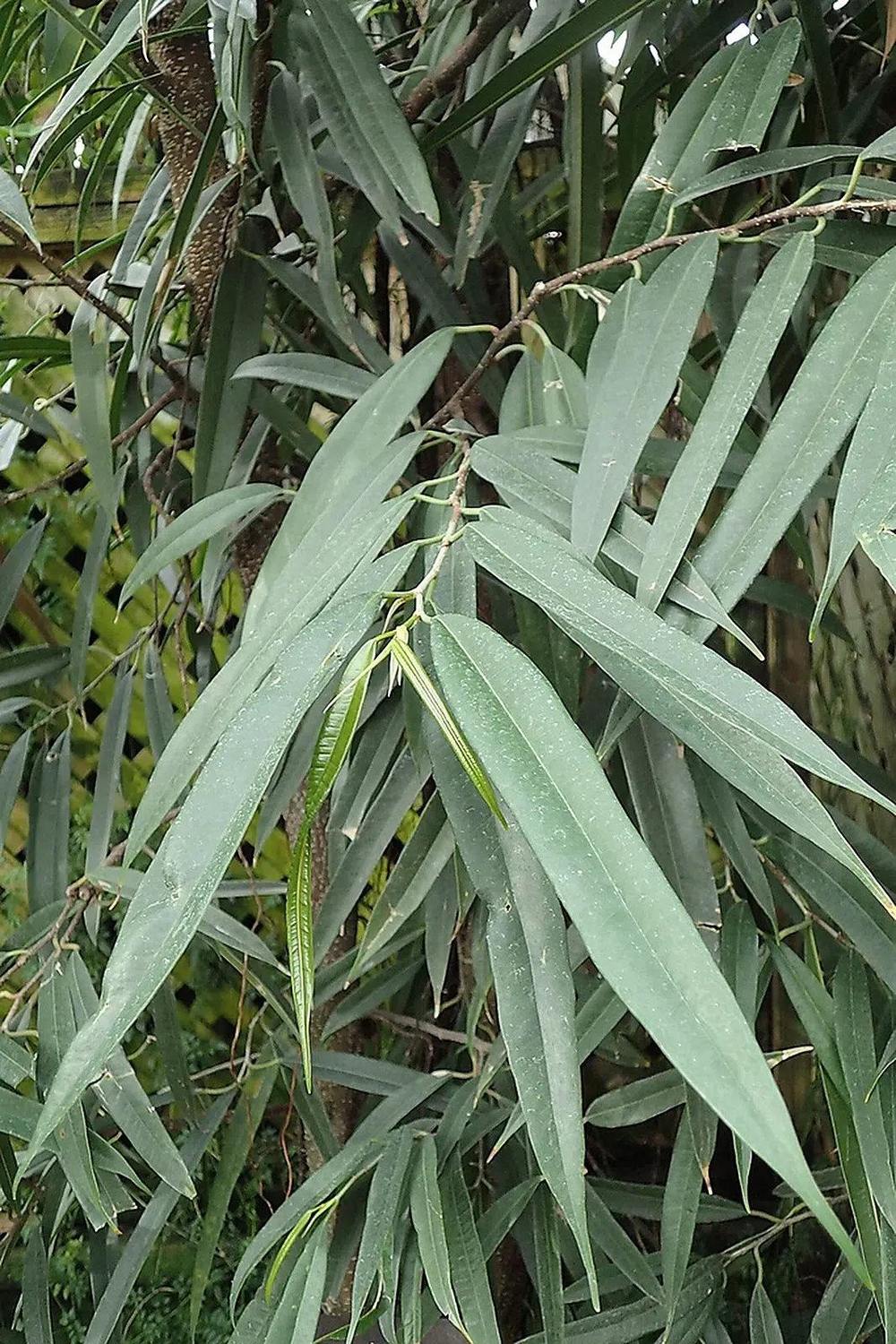 Ficus Ali Beninyiki