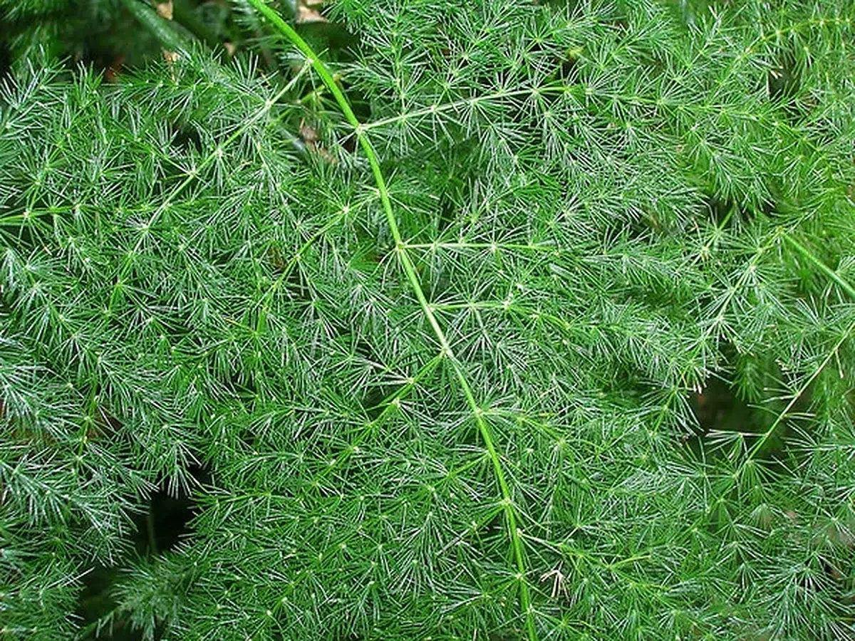 Esparragus